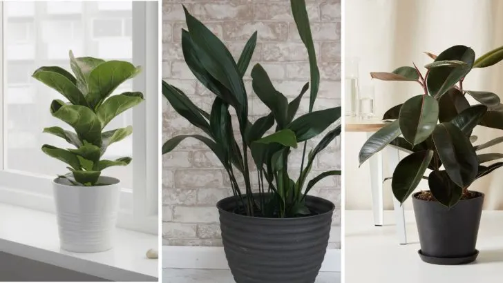 21 Plants That Are Secret Dust Magnets In Your Home