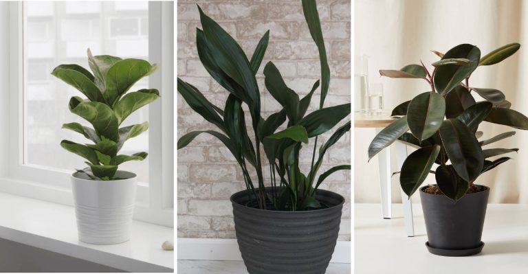 21 Plants That Are Secret Dust Magnets In Your Home