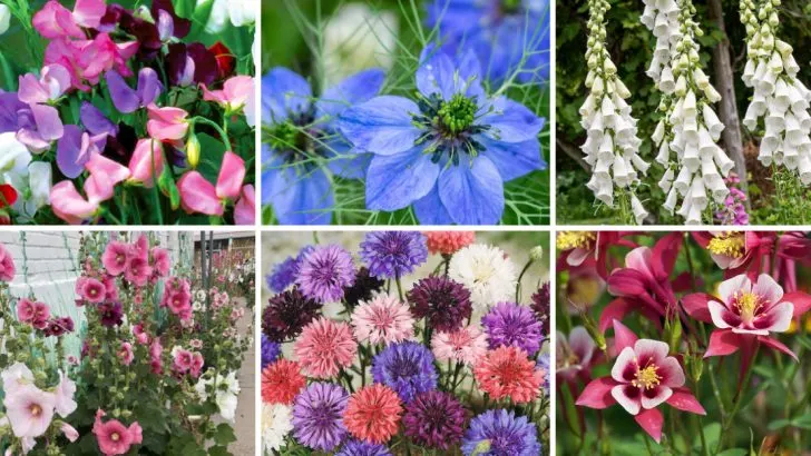 21 Plants That Grew Wild in Grandma’s Garden (But Are Hard to Find Today)