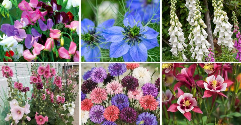 21 Plants That Grew Wild in Grandma’s Garden (But Are Hard to Find Today)