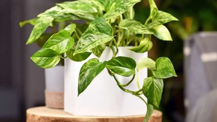 21 Plants You Can Propagate Right Now For Spring