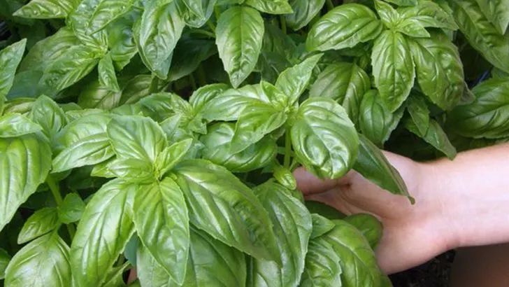 21 Seeds You Should Start Now So They’re Ready to Plant in May