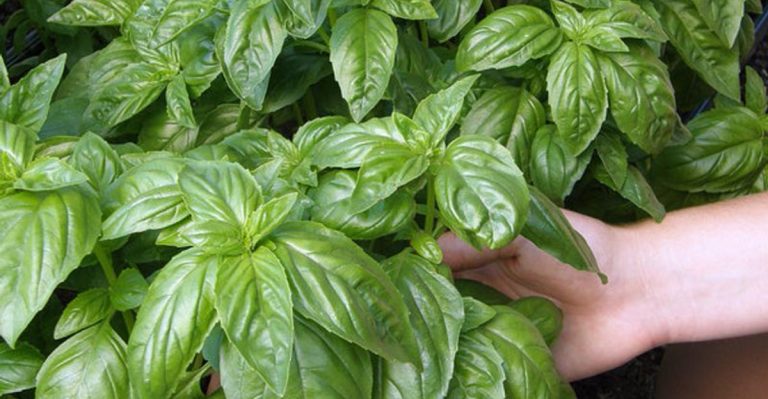 21 Seeds You Should Start Now So They’re Ready to Plant in May