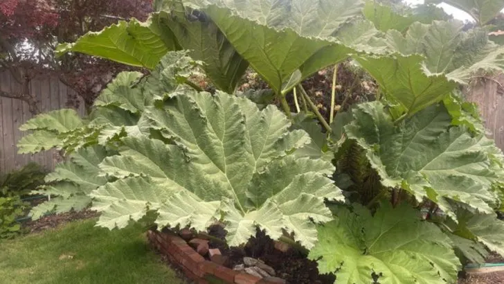 21 Tropical-Looking Plants That Grow in Cool Northern Climates