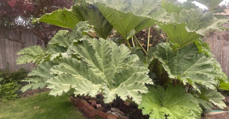 21 Tropical-Looking Plants That Grow in Cool Northern Climates