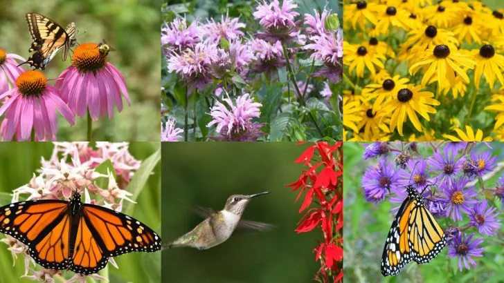 22 Overlooked Native Plants That Outperform Popular Exotics