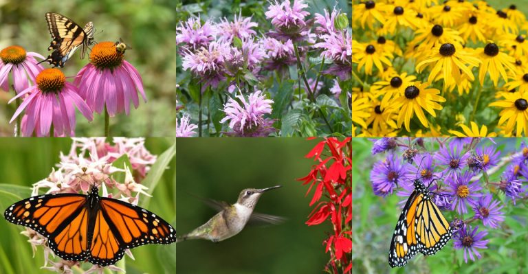 22 Overlooked Native Plants That Outperform Popular Exotics
