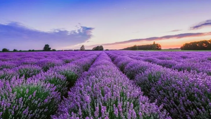 22 Plants That Actually Like Bad Soil (So You Can Stop Fighting Mother Nature)