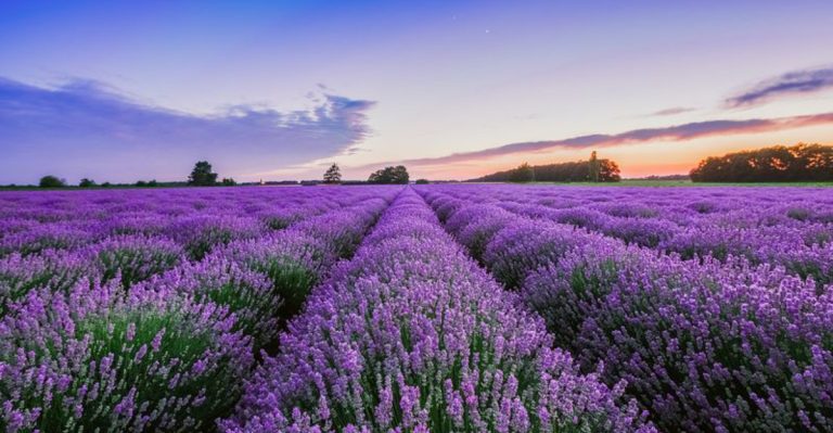 22 Plants That Actually Like Bad Soil (So You Can Stop Fighting Mother Nature)