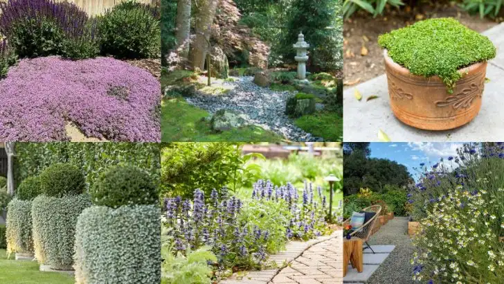 22 Unexpected Plants That Blend Perfectly with Grass Lawns