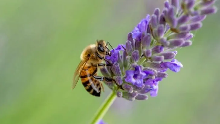 22 Calming Flowers That Belong in Every Meditation Garden