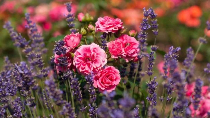 22 Container Combinations That Always Work—No Matter Where You Live