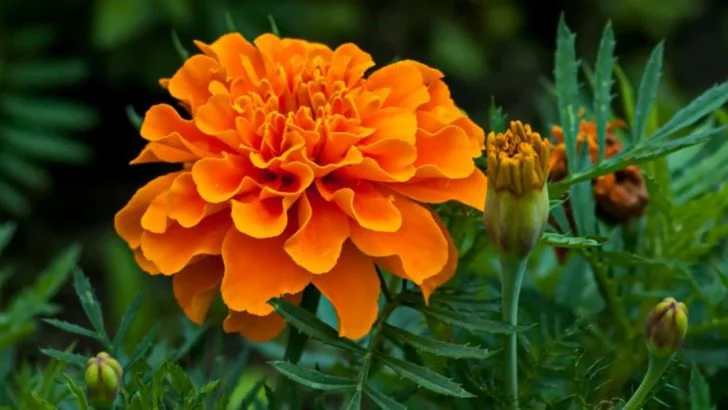 22 Easy-Care Flowers That Will Bloom All Summer Long