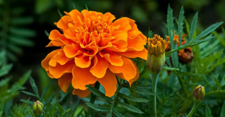 22 Easy-Care Flowers That Will Bloom All Summer Long