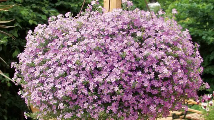 22 Hanging Basket Flowers Hummingbirds Love Instead Of Feeders