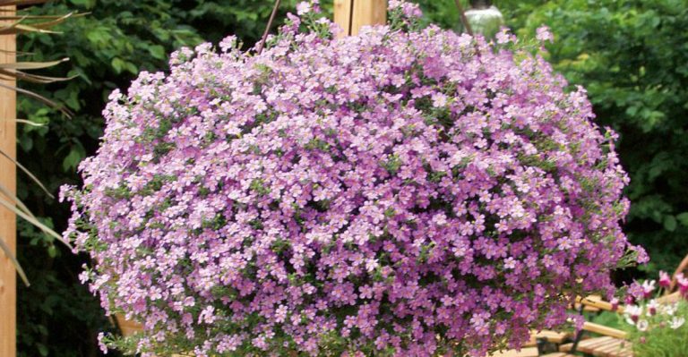 22 Hanging Basket Flowers Hummingbirds Love Instead Of Feeders