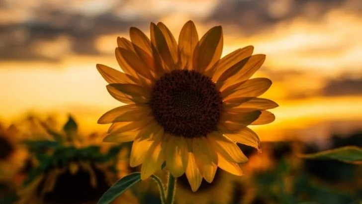 22 Joyful Blooms That Create a Feel-Good Garden All Summer