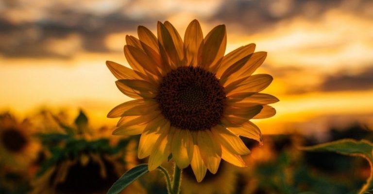 22 Joyful Blooms That Create a Feel-Good Garden All Summer