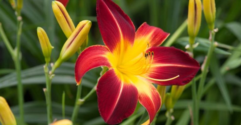 22 Plants That Can Handle Spring Showers, Summer Droughts, and Everything in Between
