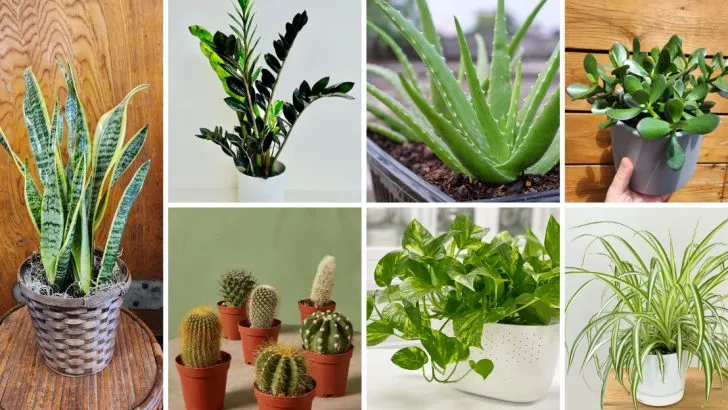22 Plants That Look Better When You Neglect Them