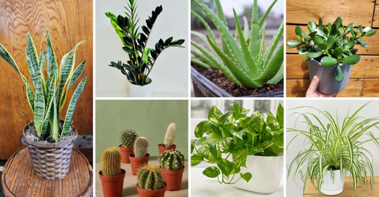 22 Plants That Look Better When You Neglect Them
