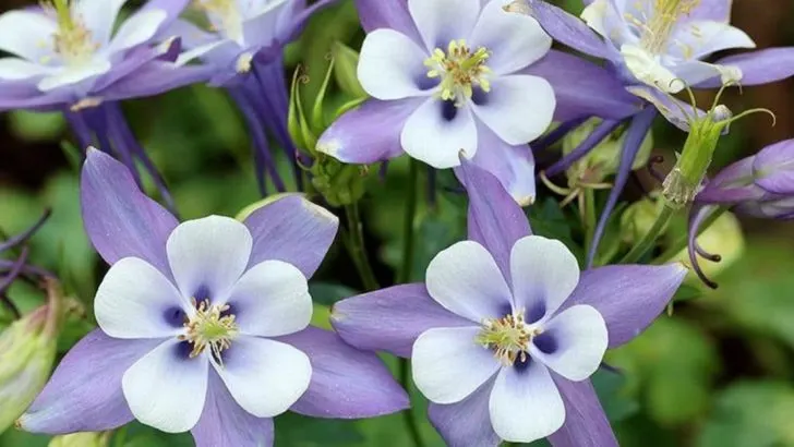 22 Woodland Flowers That Bring the Peaceful Feel of a Forest Right to Your Backyard