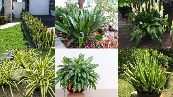 23 Plants That Are Perfect for Gardeners Who Travel a Lot