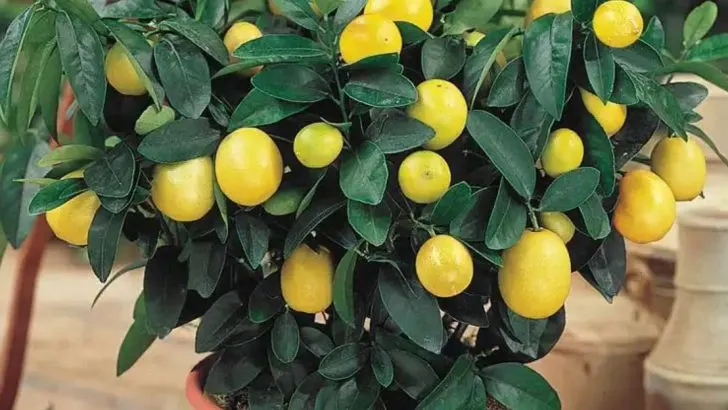 23 Compact Fruit Trees That Deliver Big Harvests in Small Spaces
