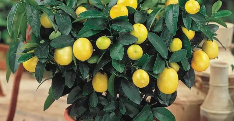 23 Compact Fruit Trees That Deliver Big Harvests in Small Spaces