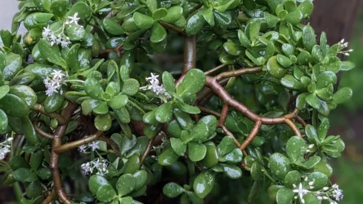 23 Low Light Succulents that Grow in Dark