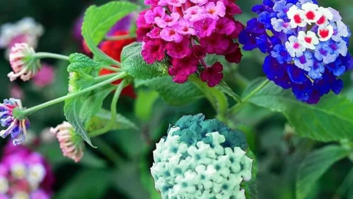 23 Plants That Actually Thrive in Full Sun and Scorching Heat