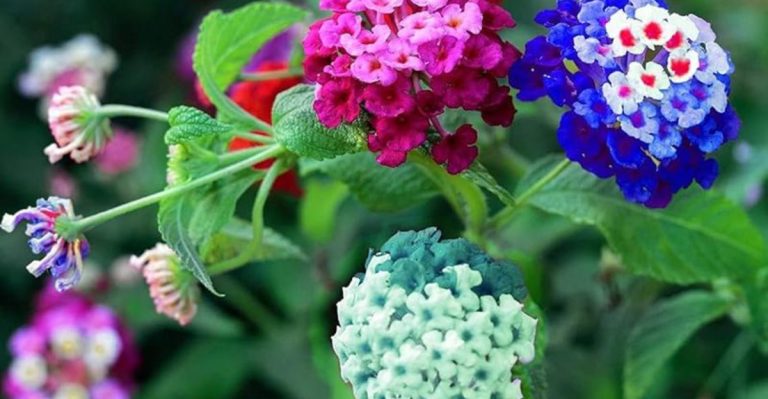 23 Plants That Actually Thrive in Full Sun and Scorching Heat