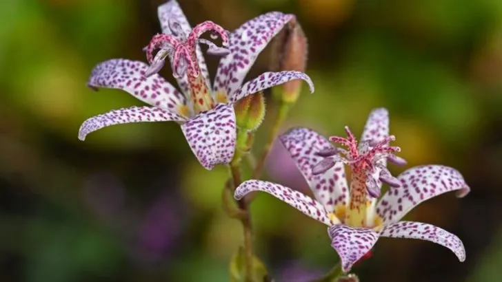 23 Plants You Can Grow for Shade Without Planting a Tree