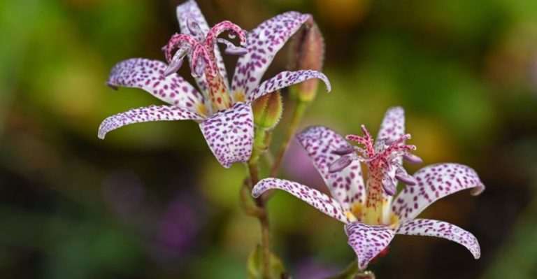 23 Plants You Can Grow for Shade Without Planting a Tree