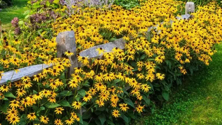 24 Long-Blooming Flowers That Shine From Spring to Late Summer