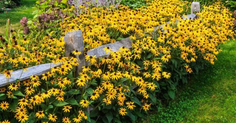 24 Long-Blooming Flowers That Shine From Spring to Late Summer
