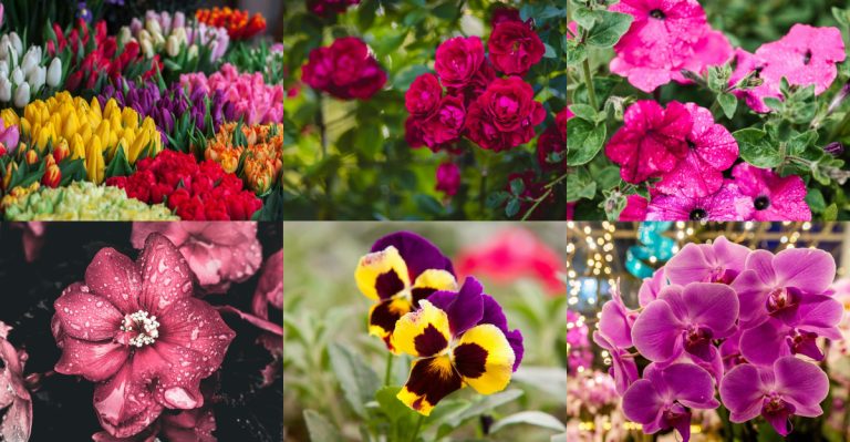 24 Popular Flowers That Struggle in Spring Rain and  Tougher Picks to Try