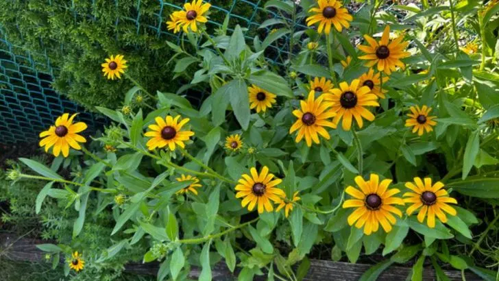 24 Easy-Care Flowers That Bloom All Summer in the Great Lakes Region