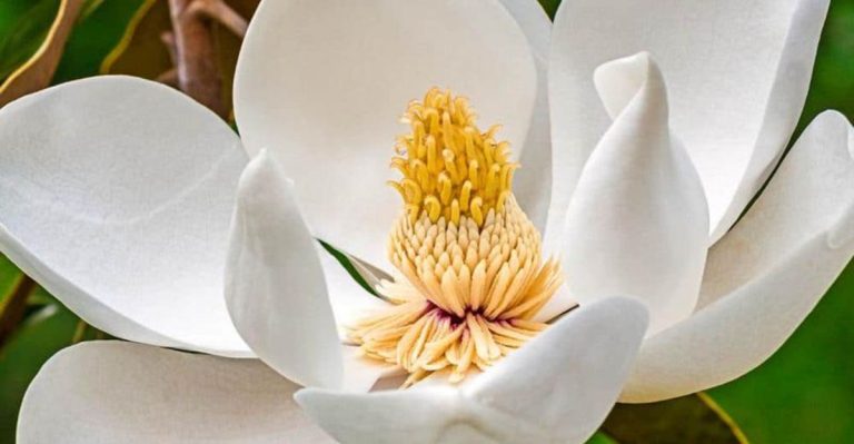 24 Flowering Plants Making Their Way Into Luxury Landscaping