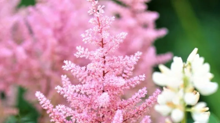 24 Flowers That Brighten Dark Alleyway Gardens