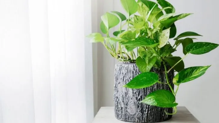 24 Low-Maintenance Plants That Will Save You Time and Effort