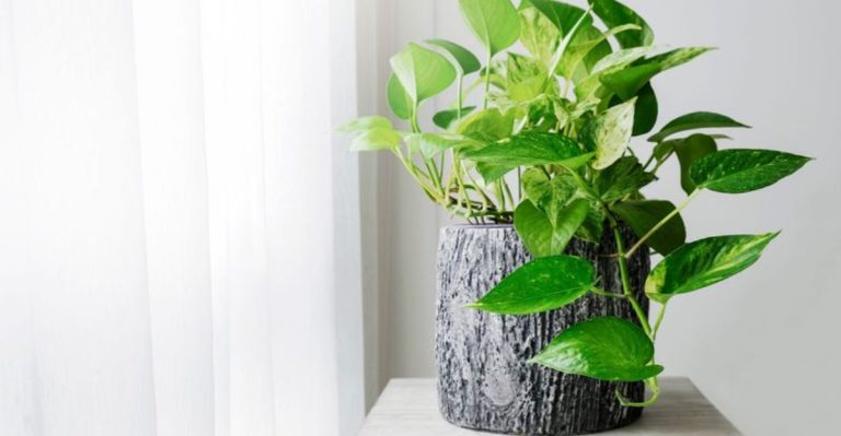 24 Low-Maintenance Plants That Will Save You Time and Effort