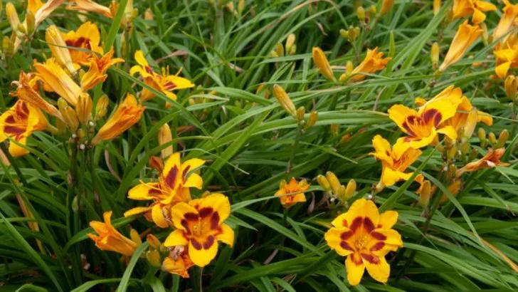 24 Plants and Flowers You Only Have to Buy Once Because They Multiply