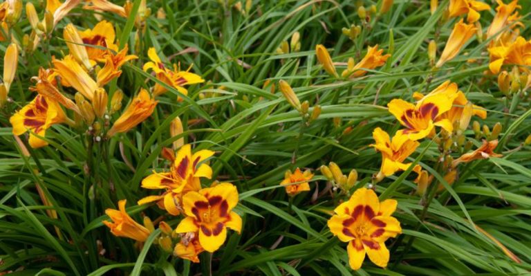 24 Plants and Flowers You Only Have to Buy Once Because They Multiply