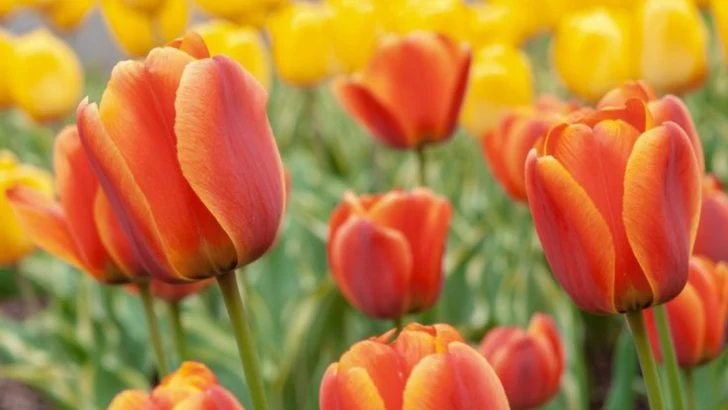 24 Plants That Were Once Reserved for Royalty or Sacred Spaces