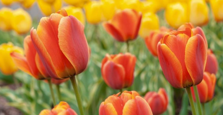 24 Plants That Were Once Reserved for Royalty or Sacred Spaces