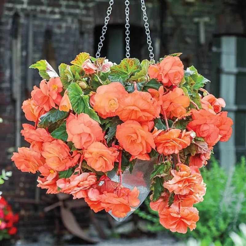 4. Begonias