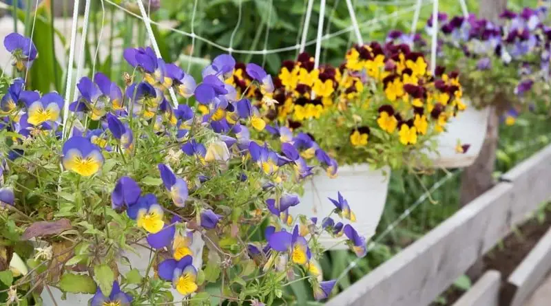5. Pansies