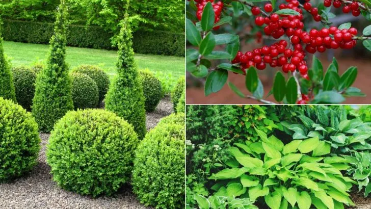 5 Overused Foundation Plants Everyone Has (And 11 Distinctive Alternatives to Make Your Home Stand Out)