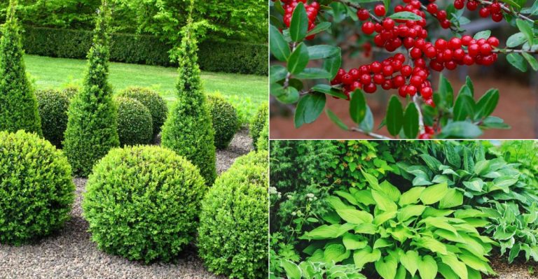 5 Overused Foundation Plants Everyone Has (And 11 Distinctive Alternatives to Make Your Home Stand Out)